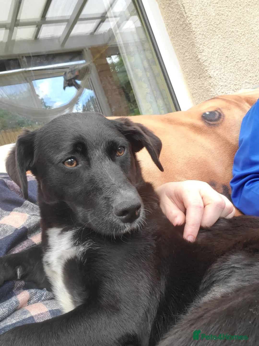 Mixed Breed dogs for adoption: Meet Josephine, currently residing in Sheffield  - Advert 9