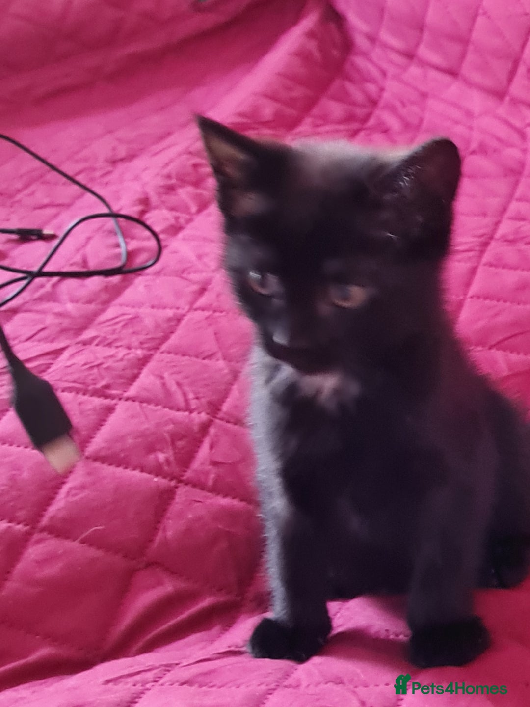 Mixed Breed cats for sale: Mixed kitten looking for new home - Image 5