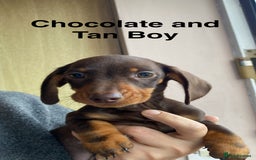 Dachshund dogs for sale: Miniature Dachshund Puppies ⭐️ only two left ⭐️ - Advert 7