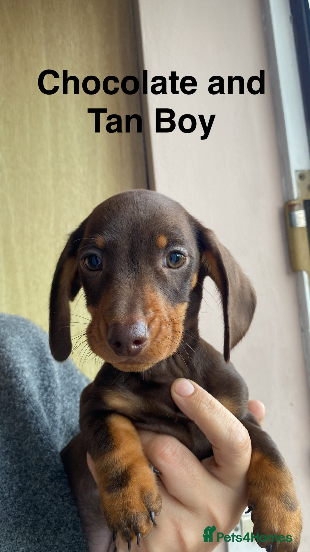 Dachshund dogs for sale: Miniature Dachshund Puppies ⭐️ only two left ⭐️ - Advert 7