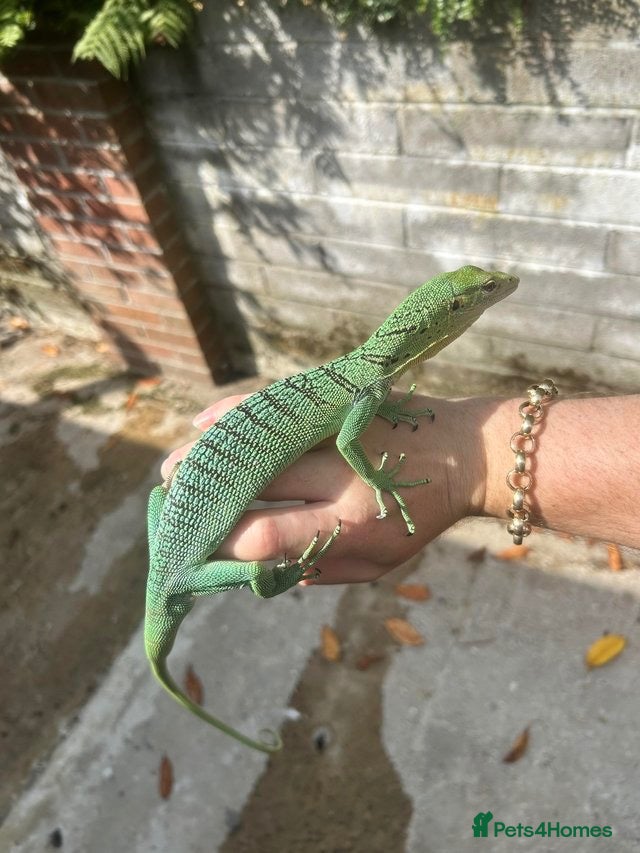 Monitor reptiles Varanus Prasinus PAIR (Emerald Tree monitors) - Advert 3