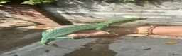 Monitor reptiles for sale: Varanus Prasinus PAIR (Emerald Tree monitors) - Advert 1