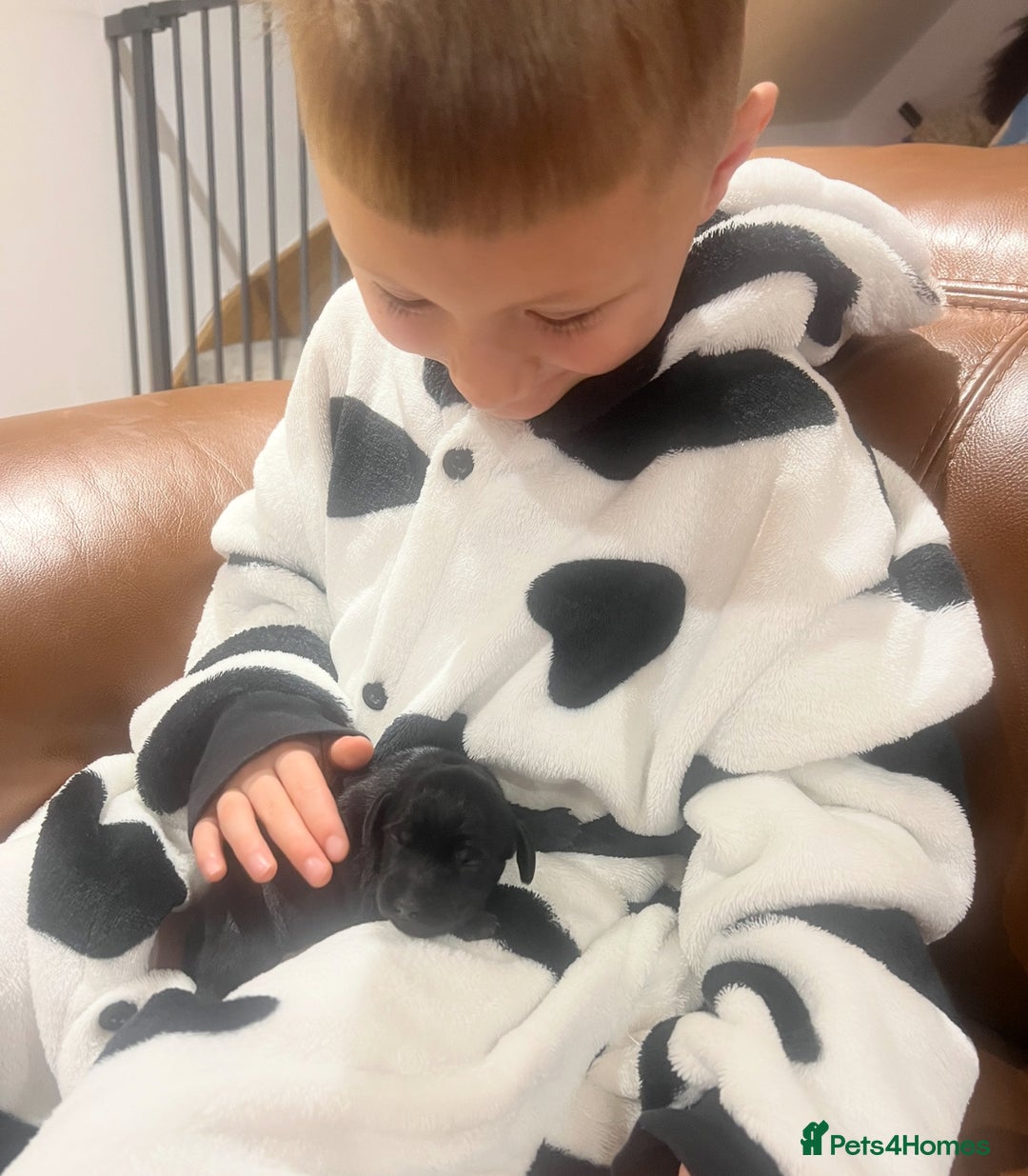 Miniature Dachshund dogs for sale: **Exceptionally well Raised Miniature Dachshunds** - Advert 5