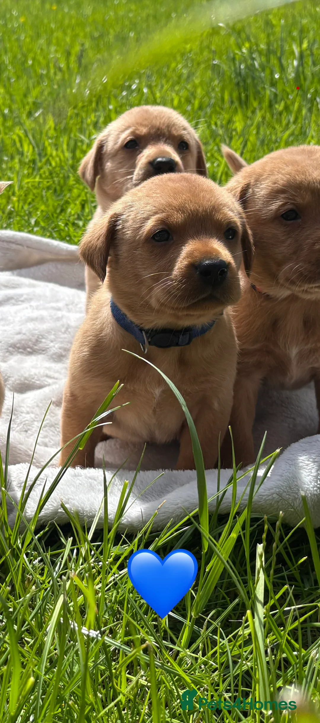 Labrador Retriever dogs for sale: Stunning Fox Red & Golden Labrador Puppies - Advert 30