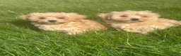 Maltipoo dogs for sale: Maltipoo boys ready now  - Advert 8