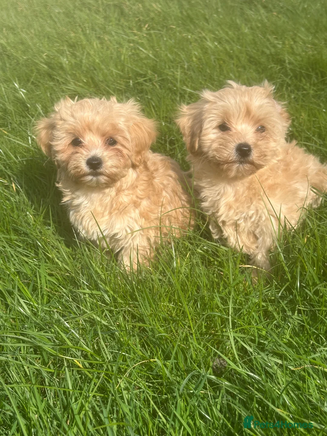 Maltipoo dogs for sale: Maltipoo boys ready now  - Advert 8