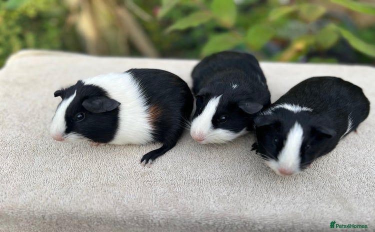 Guinea Pig rodents - Advert 9