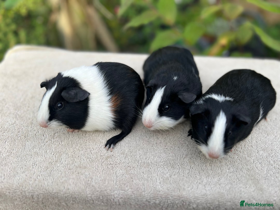 Guinea Pig rodents for sale: Sows/ Female Guinea pigs - Image 1