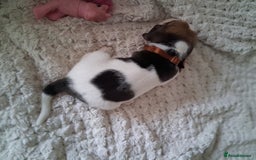 Beagle dogs for sale: KC Registered beagle puppies - Image 26