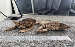Mixed Breed cats for sale: American bobtail / tortoise shell - Image 1
