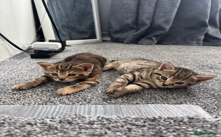 Mixed Breed cats - Advert 10