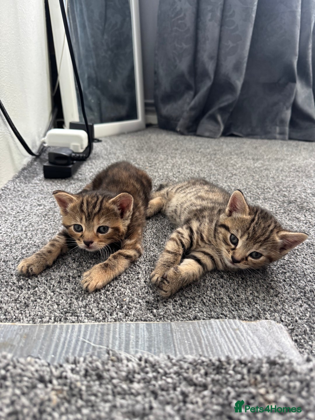 Mixed Breed cats for sale: American bobtail / tortoise shell - Image 1