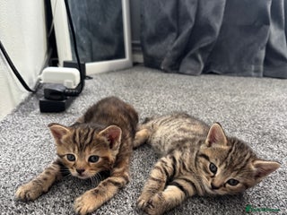 Mixed Breed cats - Advert 17