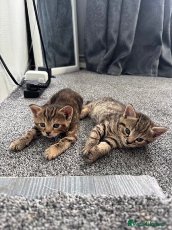 Mixed Breed cats - Advert 2