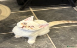 British Shorthair cats for sale: Two beautiful girls waiting for forever home  - Image 13