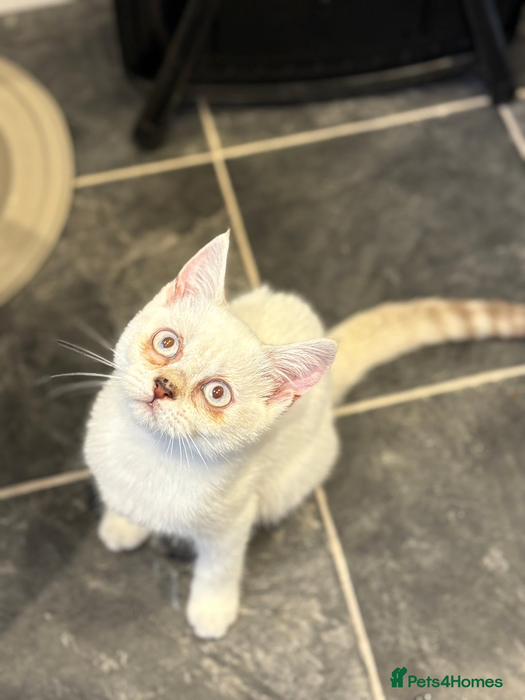 British Shorthair cats for sale: Two beautiful girls waiting for forever home  - Image 13