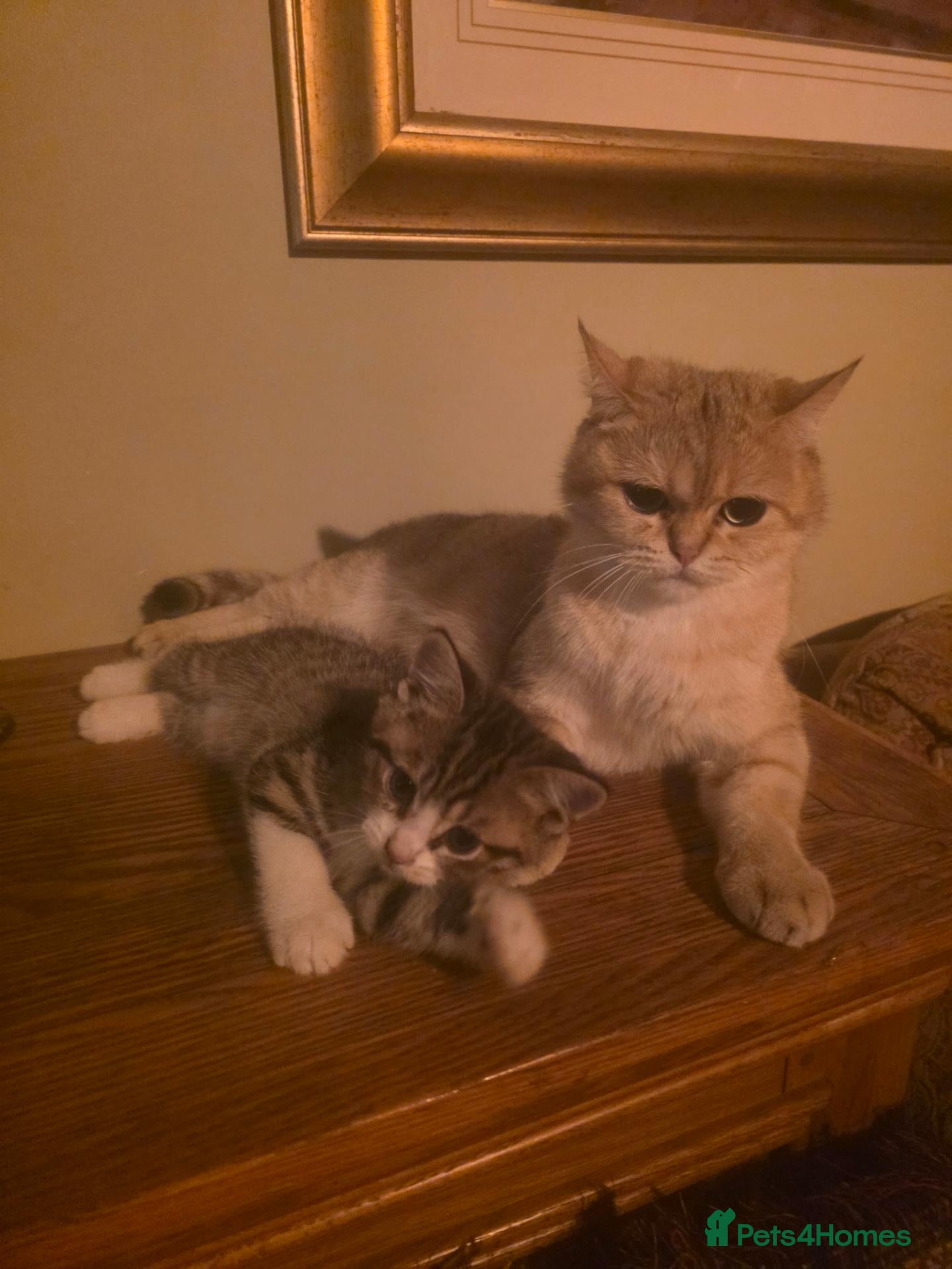 British Shorthair cats Gorgeous Golden Tabby BSH READY FOR HALF TERM - Advert 2