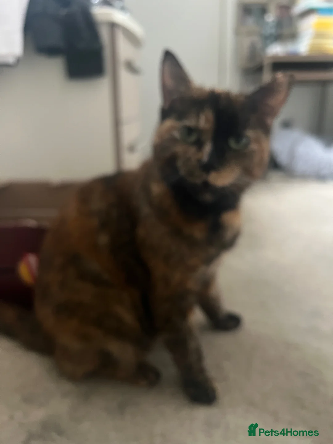 Mixed Breed cats for sale: Lovely mixed colour kittens ready to go - Advert 26