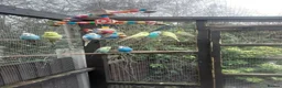 Budgerigars birds for sale: Budgie aviary and budgies - Advert 1