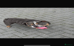 English Bulldog dogs for stud: English bulldog for sale  - Advert 2