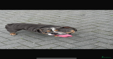 English Bulldog dogs - Advert 10