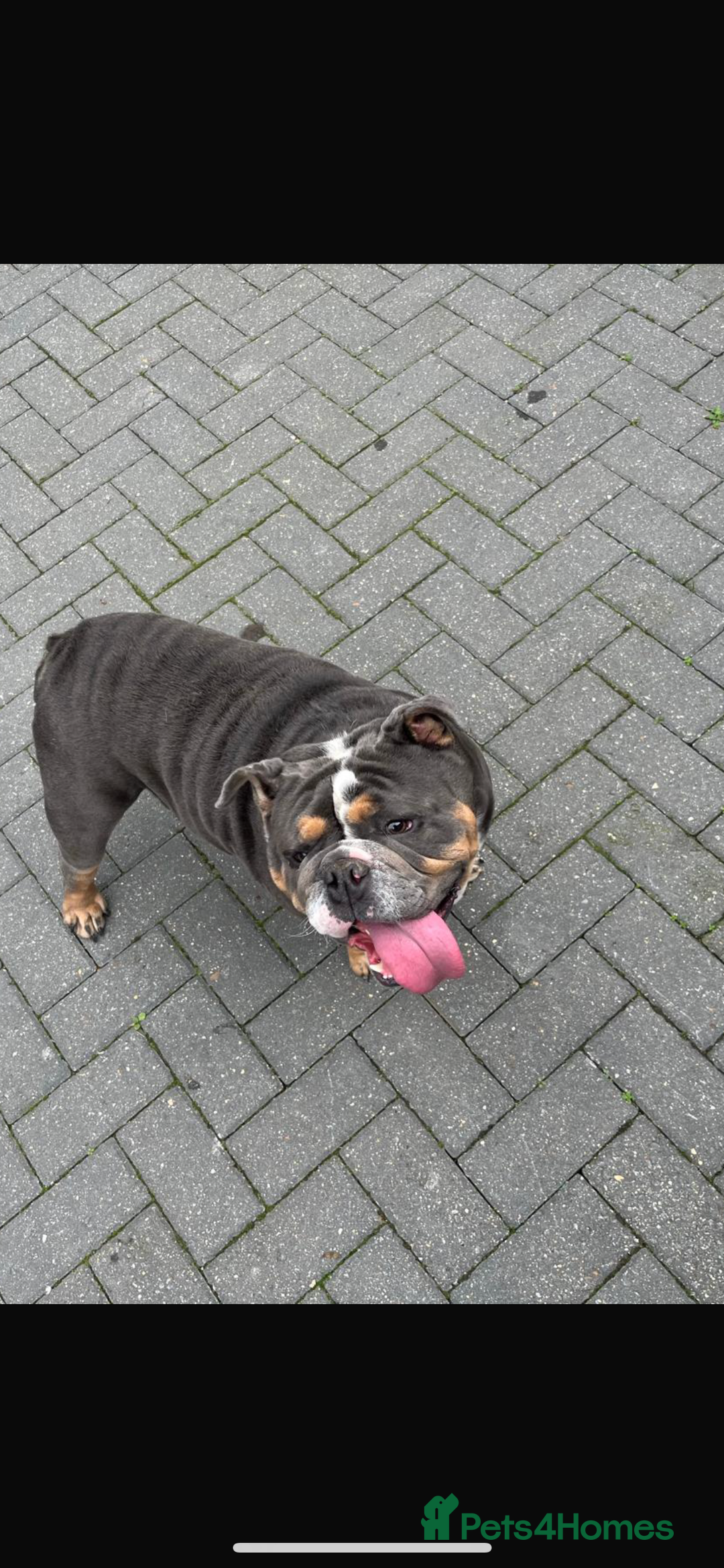 English Bulldog dogs for stud: English bulldog for sale  - Advert 2