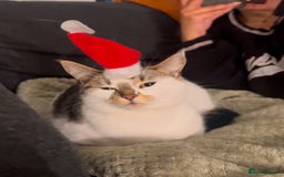 Domestic Shorthair cats for sale: Beautiful girl cat for rehoming  - Image 5