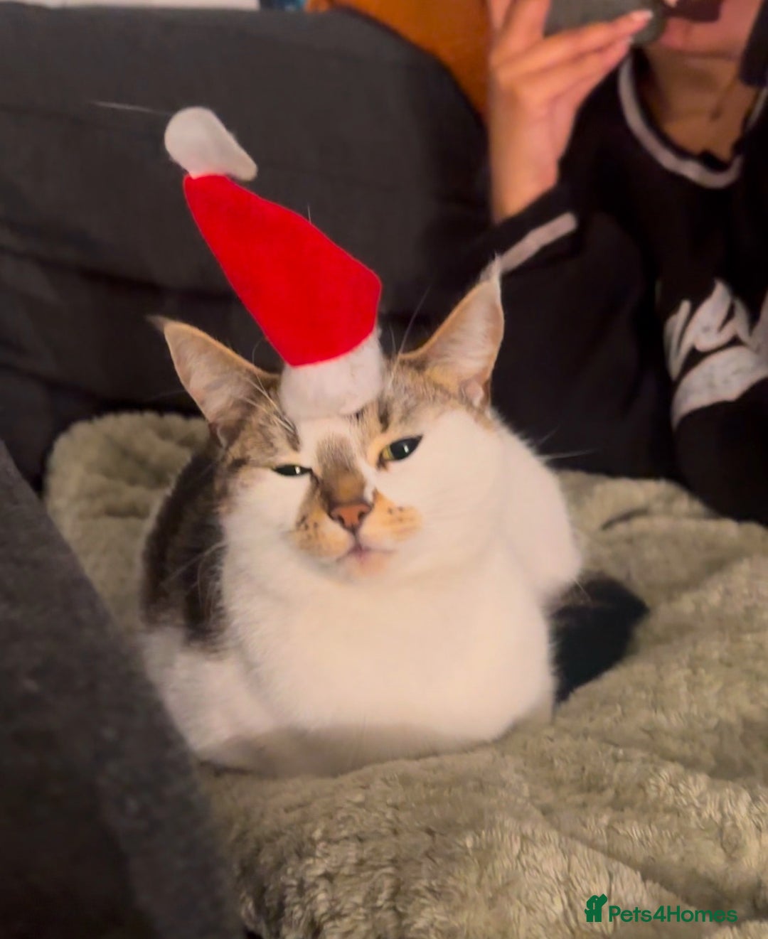 Domestic Shorthair cats for sale: Beautiful girl cat for rehoming  - Image 5
