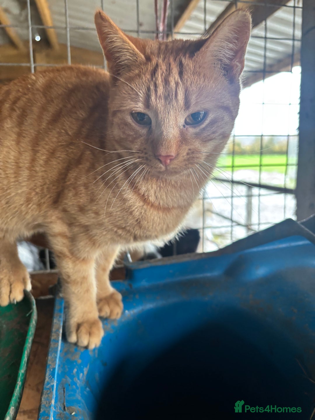British Shorthair cats for sale: Rehoming older cat 1 year olds - Advert 4