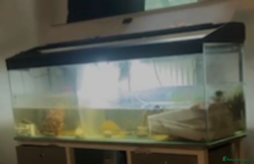 Turtle reptiles 4 ft tank only - Advert 20