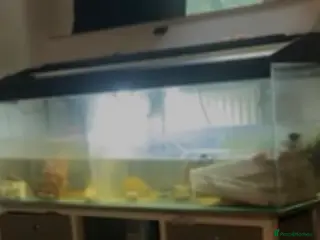 Turtle reptiles 4 ft tank only - Advert 20