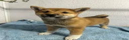 Japanese Shiba Inu dogs for sale: One stunning boy fully vaccinated  - Advert 1