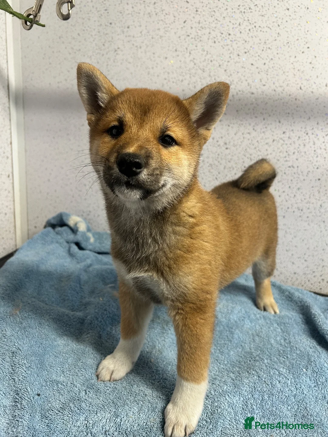 Japanese Shiba Inu dogs for sale: One stunning boy fully vaccinated  - Advert 1