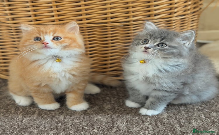 Ragdoll cats - Advert 9