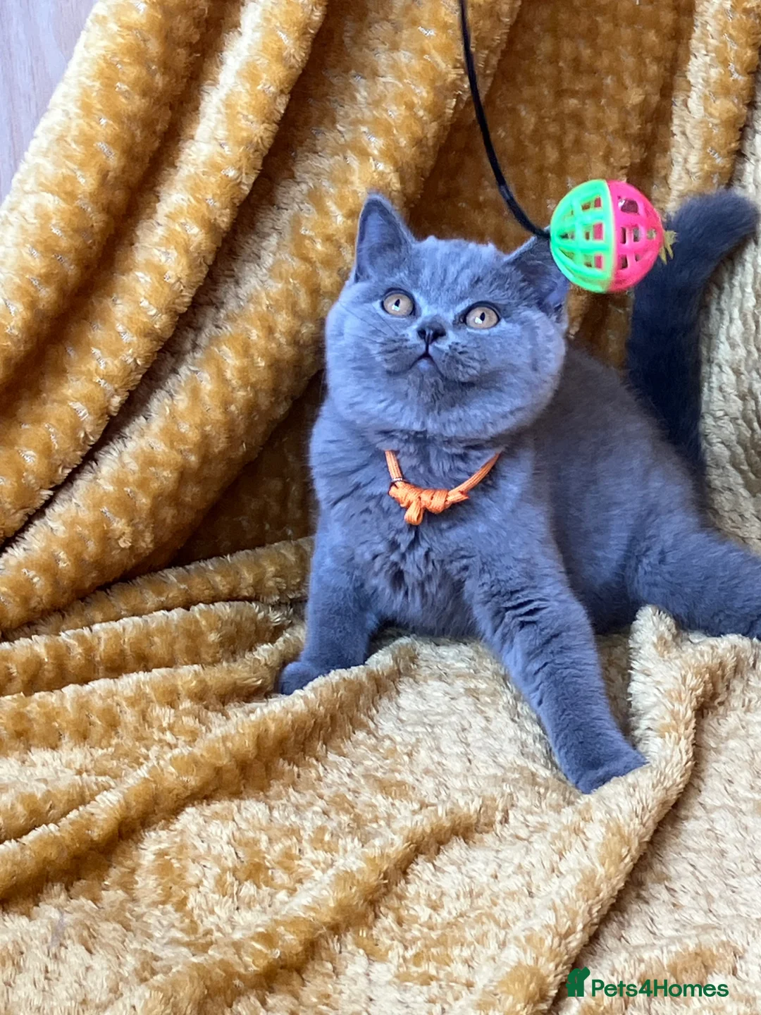 British Shorthair cats for sale: GCCF🏆ChampionBloodline 5GENpedigree BSHblue/lilac - Advert 1