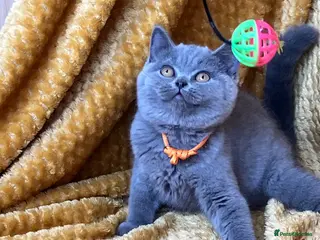 British Shorthair cats GCCF🏆ChampionBloodline 5GENpedigree BSHblue/lilac - Advert 11