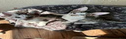 Mixed Breed cats for sale: Crossed Peterbald  - Advert 11
