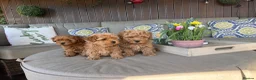 Maltipoo dogs for sale: Beautiful Red Maltipoo puppies for sale  - Advert 11