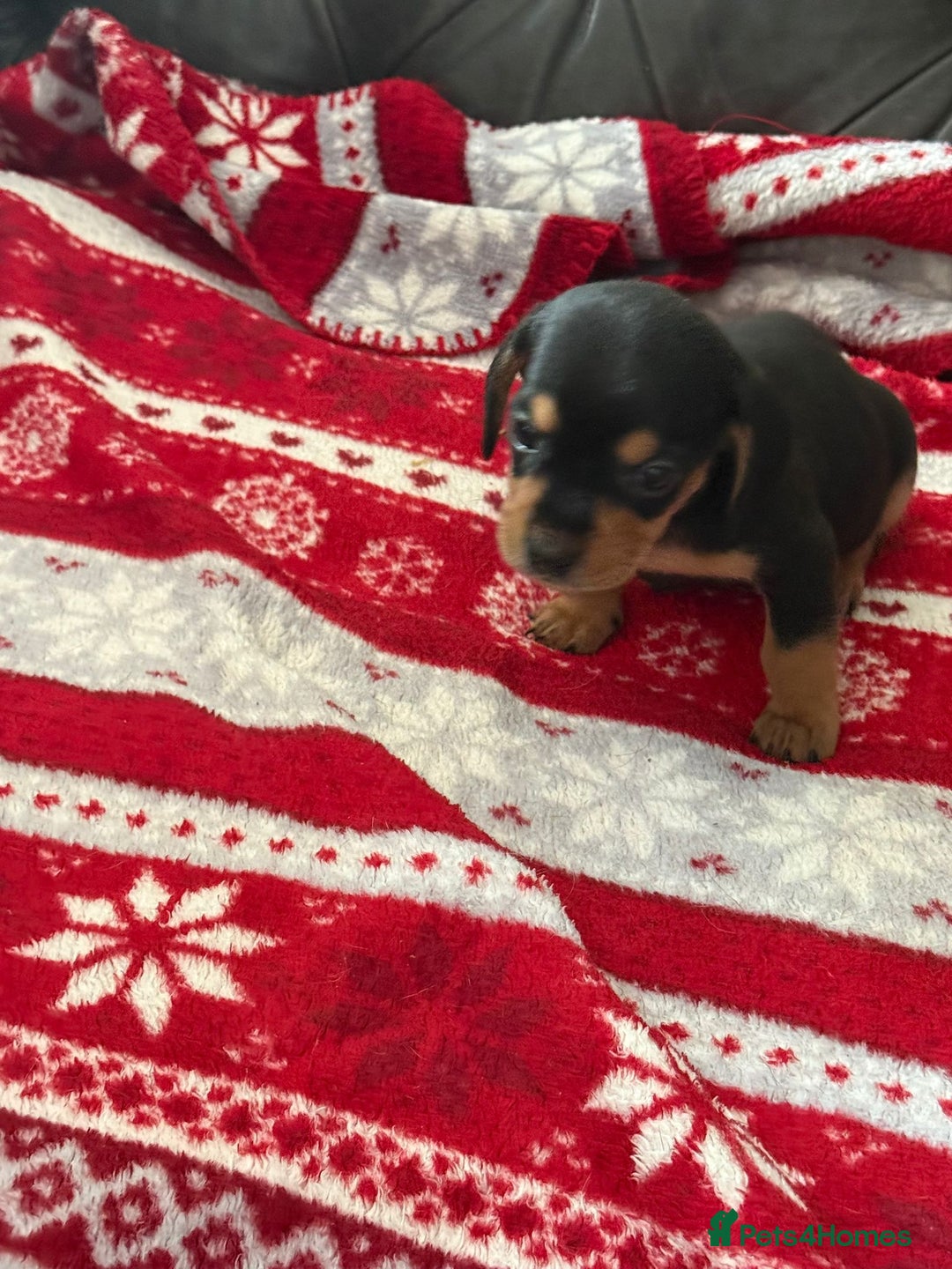 Mixed Breed dogs for sale: French Bulldog x Dachshund Puppies - Image 2