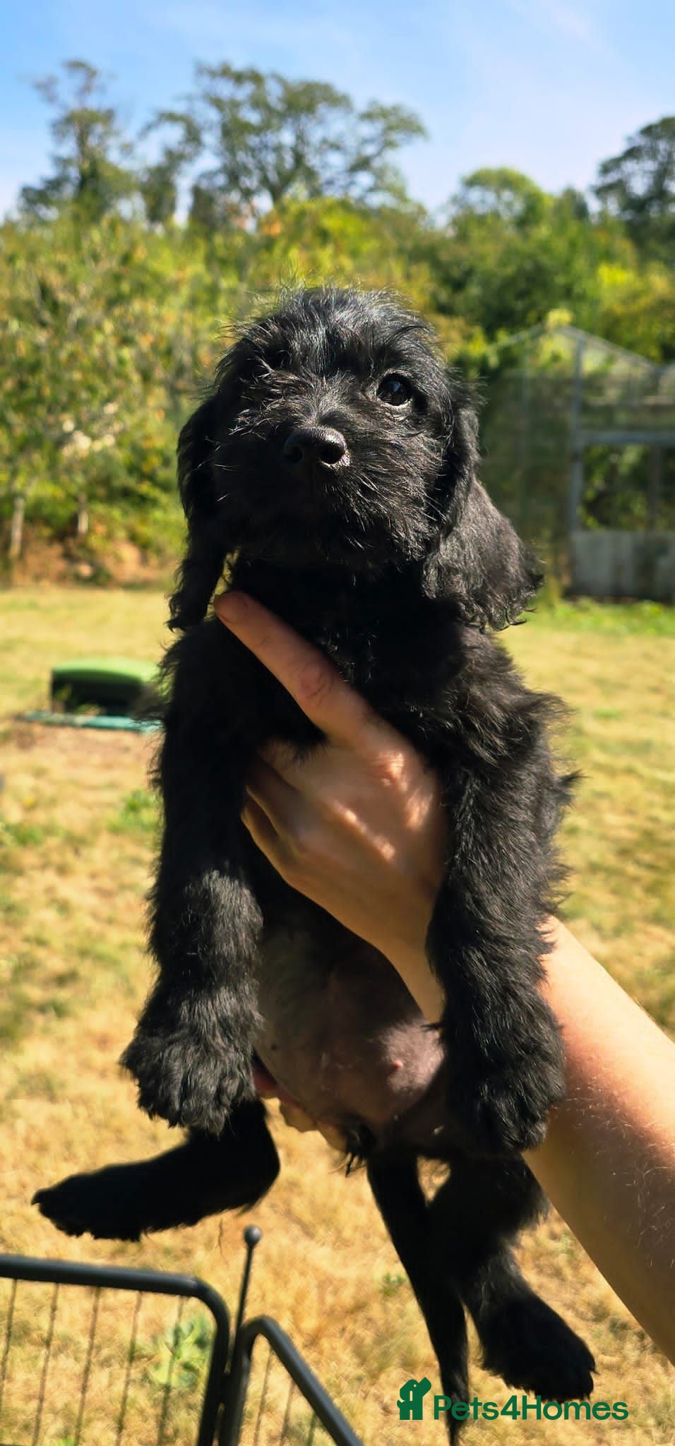 Labradoodle dogs Ready Now VetChecked & First Vaccine Labradoodles  - Advert 2