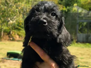 Labradoodle dogs Ready Now VetChecked & First Vaccine Labradoodles - Advert 2