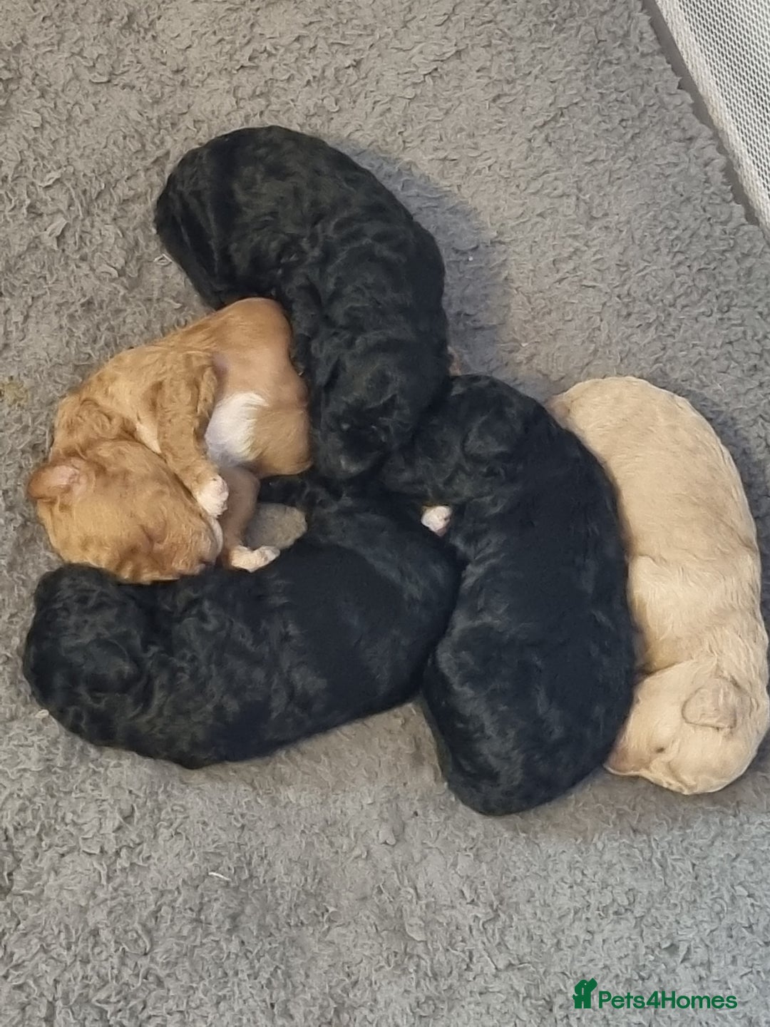 Toy Poodle dogs for stud: Stunning red toy poodle for stud in Coventry - Advert 12