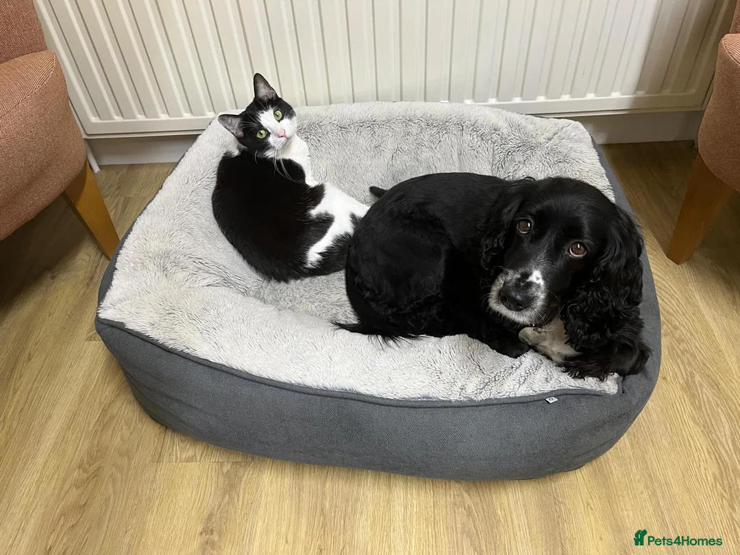 Domestic Shorthair cats for sale: Well Mannered Adult Female Cat - Advert 4