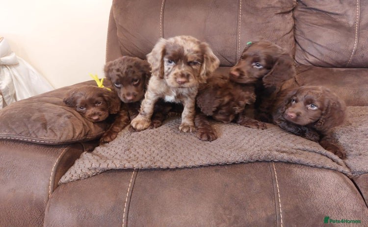 Cocker Spaniel dogs - Advert 2
