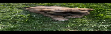 Lhasa Apso Puppy 2