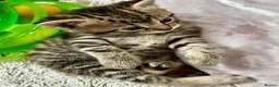 Bengal cats for sale: Stunning Bengal X With Beautiful Markings - Advert 9