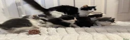 Mixed Breed cats for sale: 8 beautiful kittens ready for their new homes  - Advert 12