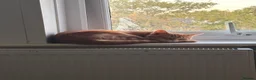Domestic Shorthair cats for sale: 10 month cat  in Southminster - Advert 3
