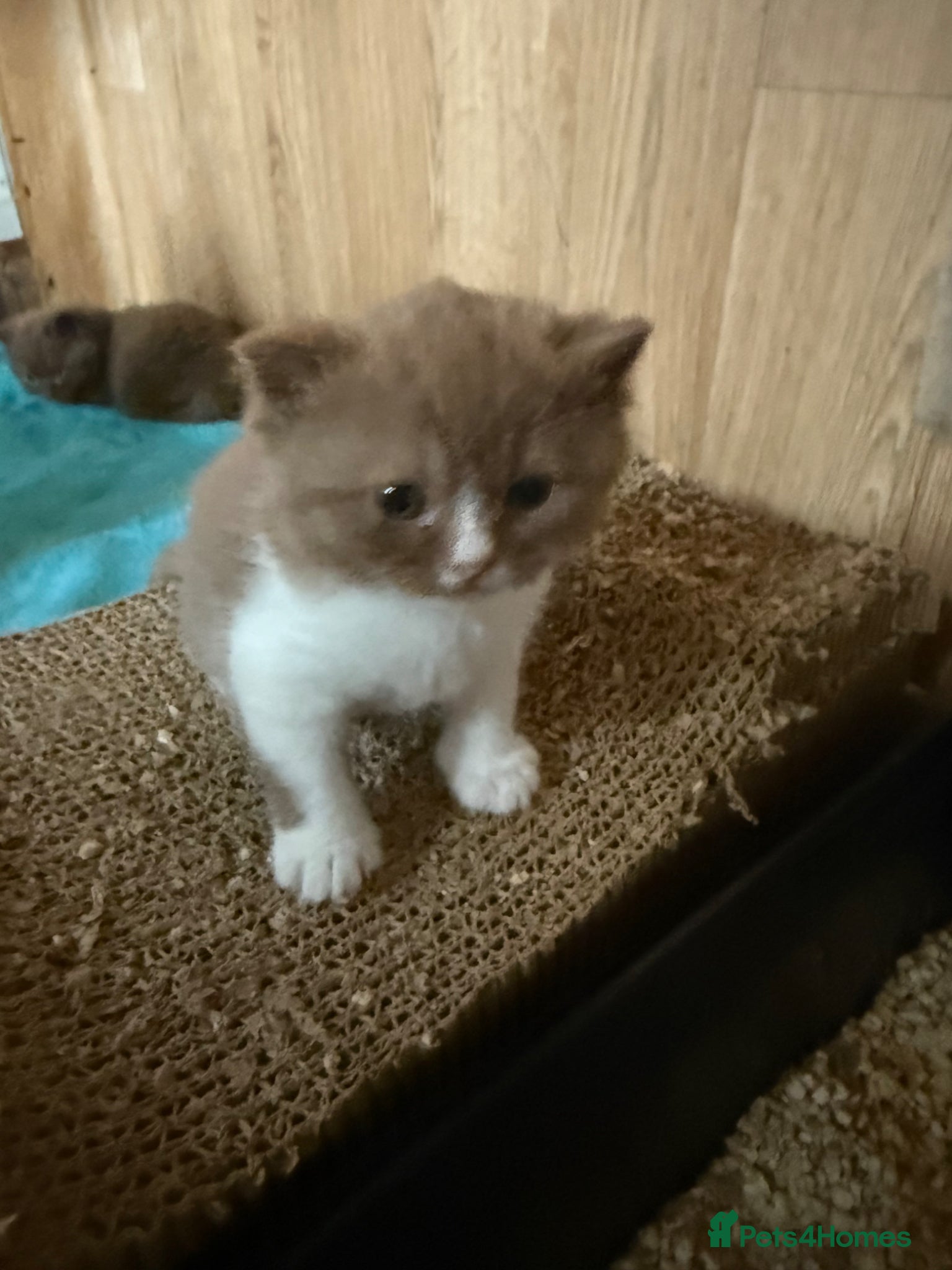 British Shorthair cats Non Active register  - Advert 5