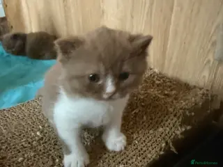 British Shorthair cats Non Active register - Advert 5